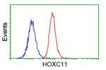 HOXC11 Antibody in Flow Cytometry (Flow)