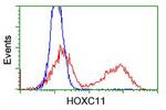 HOXC11 Antibody in Flow Cytometry (Flow)