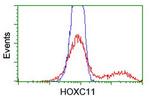 HOXC11 Antibody in Flow Cytometry (Flow)