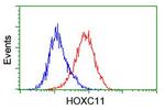 HOXC11 Antibody in Flow Cytometry (Flow)