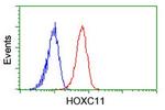 HOXC11 Antibody in Flow Cytometry (Flow)