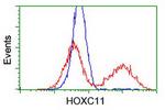 HOXC11 Antibody in Flow Cytometry (Flow)