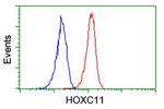 HOXC11 Antibody in Flow Cytometry (Flow)