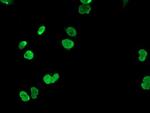 HOXC11 Antibody in Immunocytochemistry (ICC/IF)