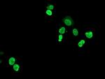 HOXC11 Antibody in Immunocytochemistry (ICC/IF)