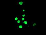 HOXC11 Antibody in Immunocytochemistry (ICC/IF)