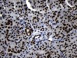 HOXC4 Antibody in Immunohistochemistry (Paraffin) (IHC (P))