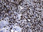 HOXC4 Antibody in Immunohistochemistry (Paraffin) (IHC (P))