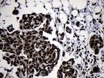 HOXC4 Antibody in Immunohistochemistry (Paraffin) (IHC (P))