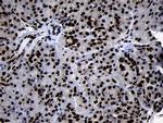 HOXC4 Antibody in Immunohistochemistry (Paraffin) (IHC (P))