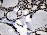 HOXC4 Antibody in Immunohistochemistry (Paraffin) (IHC (P))