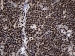 HOXC4 Antibody in Immunohistochemistry (Paraffin) (IHC (P))