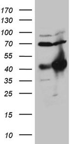 HOXC4 Antibody in Western Blot (WB)