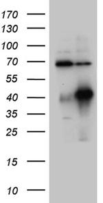 HOXC4 Antibody in Western Blot (WB)