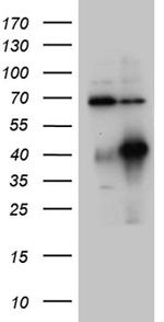 HOXC4 Antibody in Western Blot (WB)