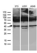 HOXC4 Antibody in Western Blot (WB)