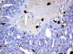 HOXD10 Antibody in Immunohistochemistry (Paraffin) (IHC (P))