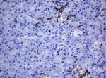 HOXD10 Antibody in Immunohistochemistry (Paraffin) (IHC (P))