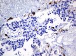 HOXD10 Antibody in Immunohistochemistry (Paraffin) (IHC (P))