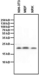 HP1 gamma Antibody in Western Blot (WB)