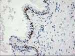 HPGD Antibody in Immunohistochemistry (Paraffin) (IHC (P))