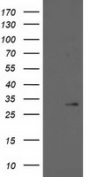 HPGD Antibody in Western Blot (WB)