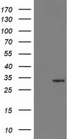 HPGD Antibody in Western Blot (WB)