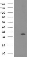 HPGD Antibody in Western Blot (WB)