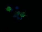 HRAS Antibody in Immunocytochemistry (ICC/IF)