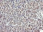 HRAS Antibody in Immunohistochemistry (Paraffin) (IHC (P))