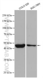 TNFSF18 Antibody in Western Blot (WB)