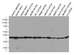 GAPDH Antibody in Western Blot (WB)