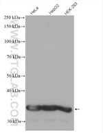 GAPDH Antibody in Western Blot (WB)