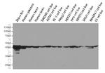 beta Actin Antibody in Western Blot (WB)