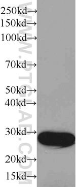 GST Tag Antibody in Western Blot (WB)