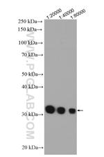 GST Tag Antibody in Western Blot (WB)