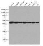 Beta Actin Antibody in Western Blot (WB)