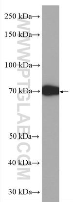 BSA Antibody in Western Blot (WB)