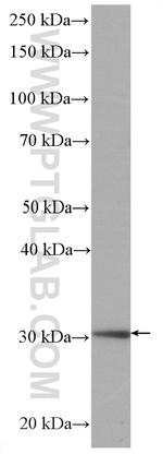 MTAP Antibody in Western Blot (WB)