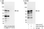 HS1 Antibody in Western Blot (WB)