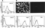 HSC70 Antibody in Immunocytochemistry, Flow Cytometry (ICC/IF, Flow)