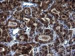 HSCB Antibody in Immunohistochemistry (Paraffin) (IHC (P))