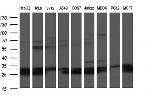 HSCB Antibody in Western Blot (WB)