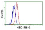 HSD17B10 Antibody in Flow Cytometry (Flow)