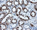 HSD17B10 Antibody in Immunohistochemistry (Paraffin) (IHC (P))