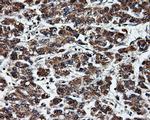 HSD17B10 Antibody in Immunohistochemistry (Paraffin) (IHC (P))