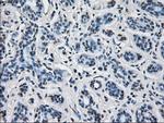 HSD17B10 Antibody in Immunohistochemistry (Paraffin) (IHC (P))