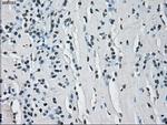 HSD17B10 Antibody in Immunohistochemistry (Paraffin) (IHC (P))