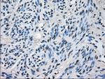 HSD17B10 Antibody in Immunohistochemistry (Paraffin) (IHC (P))