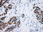 HSD17B10 Antibody in Immunohistochemistry (Paraffin) (IHC (P))